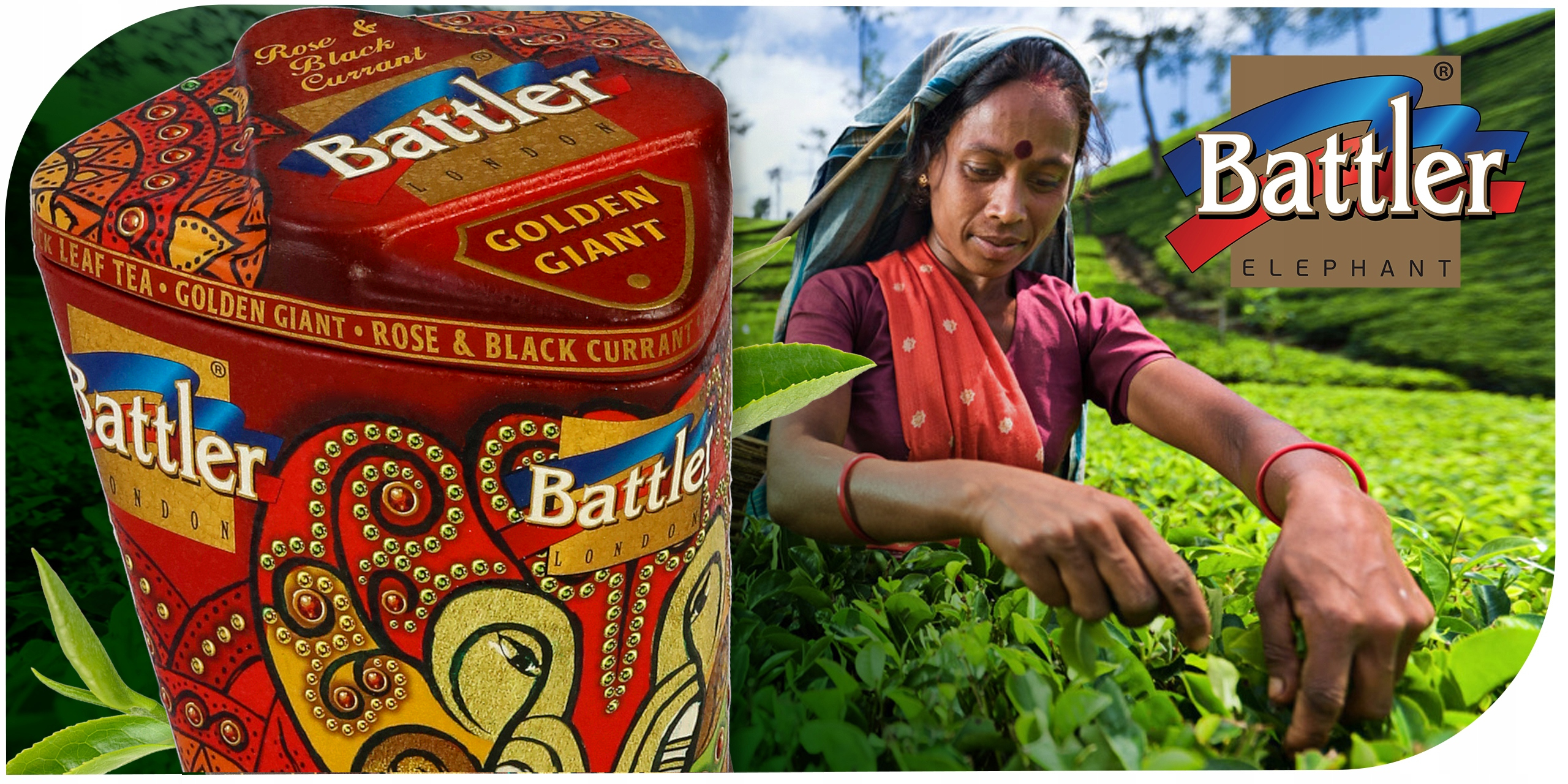 Herbata Battler Golden Giant Rose & Blackcurrant puszka
