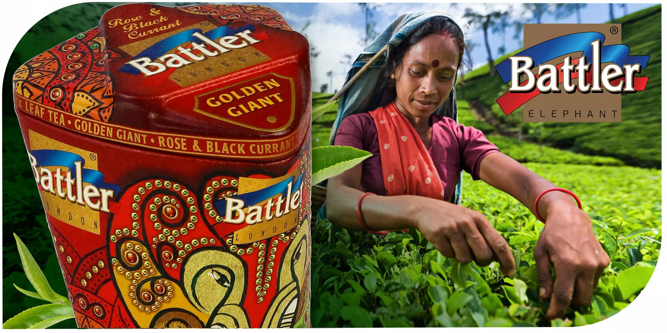 Herbata Battler Golden Giant Rose & Blackcurrant puszka